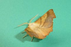 Ennomos fuscantaria - Dusky Thorn - Kirk Smeaton