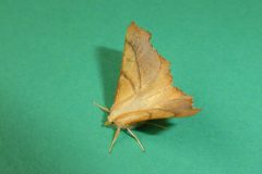 Ennomos fuscantaria - Dusky Thorn - Kirk Smeaton