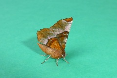 Selenia tetralunaria - Purple Thorn - Kirk Smeaton