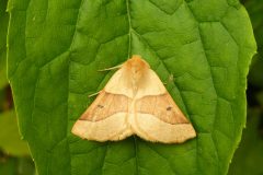 Crocallis elinguaria - Scalloped Oak - Kirk Smeaton