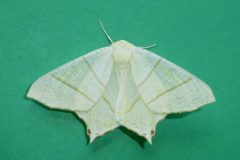 Ourapteryx sambucaria - Swallow-tailed Moth , Kirk Smeaton