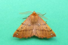 Colotois pennaria - Feathered Thorn (male) - Kirk Smeaton,