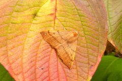 Colotois pennaria - Feathered Thorn (male) - Kirk Smeaton,