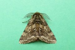 Lycia hirtaria - Brindled Beauty - Kirk Smeaton