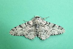 Biston betularia - Peppered Moth - Kirk Smeaton