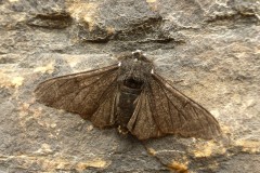 Biston betularia - Peppered Moth (form carbonaria) - Kirk Smeaton