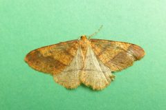 Agriopis aurantiaria - Scarce Umber, Kirk Smeaton-