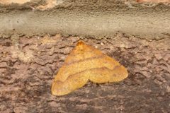 Agriopis aurantiaria - Scarce Umber, Kirk Smeaton-