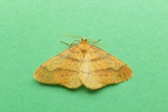 Agriopis aurantiaria - Scarce Umber, Kirk Smeaton-