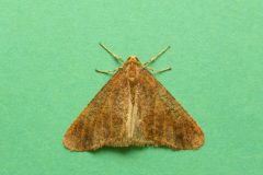 Erabbis defoliaria - Mottled Umber, Kirk Smeaton