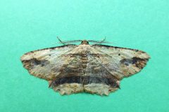 Menophra abruptaria - Waved Umber - Kirk Smeaton