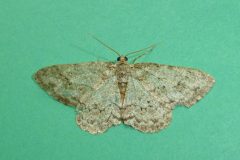 Ecttopis bistortata - Engrailed - Kirk Smeaton