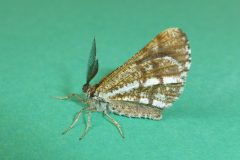 Bupalus piniaria - Bordered White - Kirk Smeaton