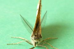 Bupalus piniaria - Bordered White - Kirk Smeaton