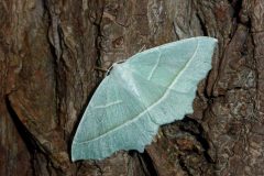 Campaea margaritata - Light Emerald - Kirk Smeaton