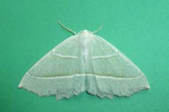 Campaea margaritata - Light Emerald - Kirk Smeaton