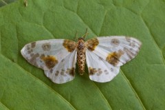 Abraxas sylvata - Clouded Magpie, Woodside Nurseries, Austerfield.