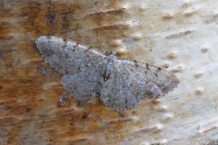 Aethalura punctulata - Grey Birch, Woodside Nurseries, Austerfield.