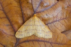 Agriopis aurantiaria - Scarce Umber, Woodside Nurseries, Austerfield.