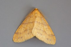 Agriopis aurantiaria - Scarce Umber, Woodside Nurseries, Austerfield.