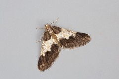 Agriopis leucophaeria - Spring Usher, Woodside Nurseries, Austerfield.