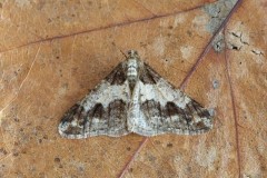 Agriopis leucophaeria - Spring Usher, Woodside Nurseries, Austerfield.