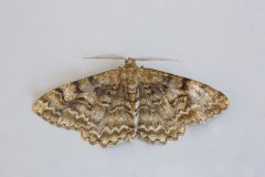 Alcis repandata - Mottled beauty, Woodside Nurseries, Austerfield.