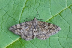 Alcis repandata - Mottled beauty, Woodside Nurseries, Austerfield.