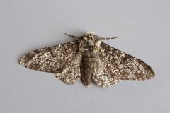 Biston betularia - Perrered Moth aberration, Woodside Nurseries, Austerfield