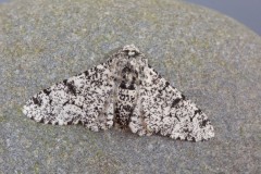 Biston betularia - Perrered Moth aberration, Woodside Nurseries, Austerfield