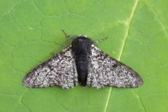 Biston betularia - Perrered Moth aberration, Woodside Nurseries, Austerfield