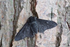 Biston betularia f.carbonaria - Peppered Moth, Woodside Nurseries, Austerfield.