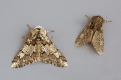 Biston strataria - Oak Beauty, (normal and aberration), Woodside Nurseries, Austerfield.