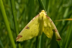 Opisthograptis luteolata - Brimstone Moth, Laughton Wood