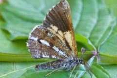 Bupalus piniaria - Bordered White, Austerfield.