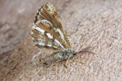 Bupalus piniaria - Bordered White, Woodside Nurseries, Austerfield.