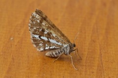 Bupalus piniaria - Bordered White, Woodside Nurseries, Austerfield.