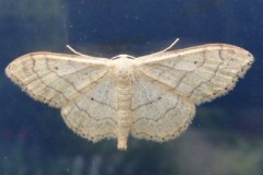 Cabera exanthemata - Common Wave, Cusworth Lane, Doncaster