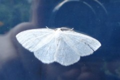 Cabera pusaria Common White Wave Cusworth Lane, Doncaster