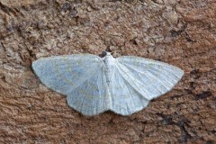 Cabers exanthemata - Common Wave, Woodside Nurseries, Austerfield