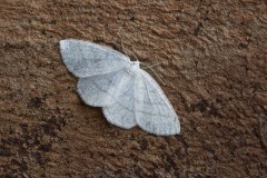 Cabers pusaria - Common White Wave, Woodside Nurseries, Austerfield.