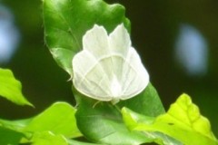 Campaea margaritaria - Light Emerald, Brodsworth Hall