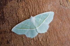 Campaea margaritaria - Light Emerald, Woodside Nurseries, Austerfield.