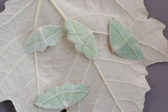 Campaea margaritaria - Light Emerald, Woodside Nurseries, Austerfield.