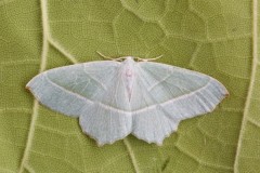 Campaea margaritaria - Light Emerald, Woodside Nurseries, Austerfield.