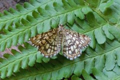 Chiasmia clathrata - Latticed Heath, Woodside Nurseries, Austerfield.