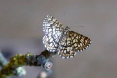 Chiasmia clathrata - Latticed Heath, Woodside Nurseries, Austerfield.