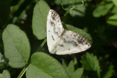 Lomographa temerata - Clouded Silver, Lindrick Common.