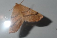 Colotis pennaria - Feathered Thorn, Cusworth Lane, Doncaster