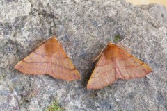 Colotois pennaria - Feathered Thorn, Woodside Nurseries, Austerfield.